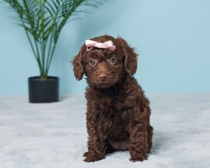 Juliet Cavapoo puppy 